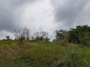 阴天的草地与植被景观