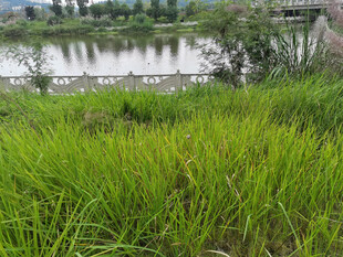 湖畔葱郁草地景观