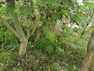 果园中的果树与繁茂植被