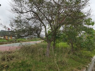 乡村路旁树木与绿植景观