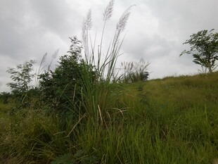 野外草地与摇曳的草