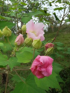 娇艳木芙蓉绽放绿叶间
