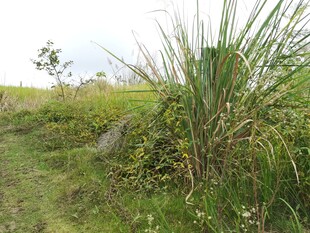野外丛生的绿色植物
