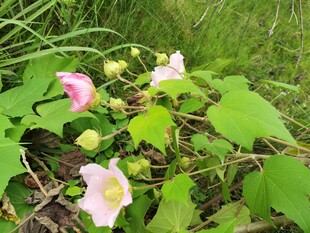 草丛中的粉嫩木槿花