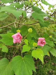 娇艳木槿花绽放绿叶间