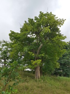 孤树挺立在绿意盎然草地