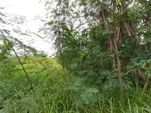 野外繁茂绿植景象