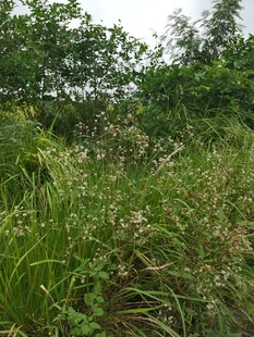 野外茂盛的绿色植物景观