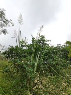 野外的高大芦荟植物