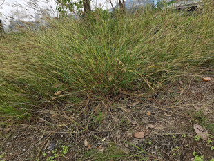 野外丛生的绿色草地