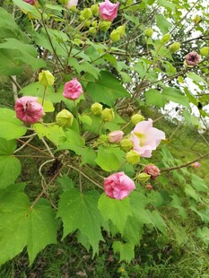 木芙蓉花枝绽放