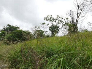 野外草地树木自然景象