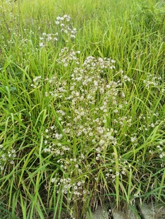 草丛中的白色小花