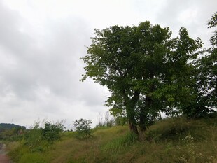 野外绿树与草地风景