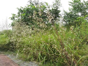 路边繁茂绿植景观