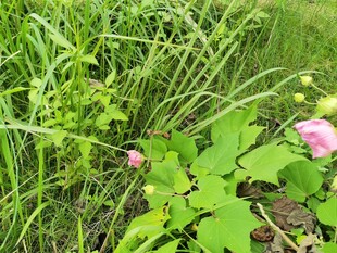 草丛中的娇艳粉色花朵