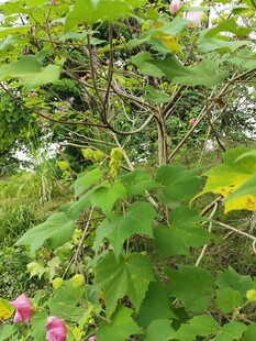 繁茂绿植间的娇艳花朵
