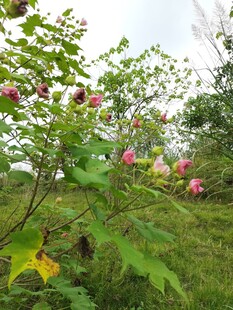 盛开的多彩花卉植物