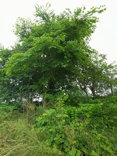 绿意盎然的繁茂树木