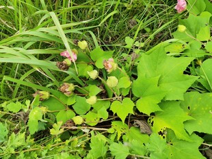 草丛中的粉色小花