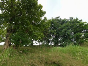 野外绿树与草地景观