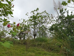 山间绿植繁茂的自然景致