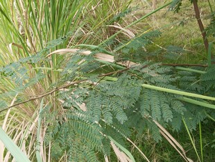野外生长的绿色植物