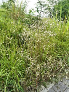 户外繁茂的野生植物景观