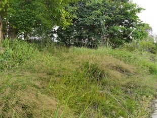 野外茂密草地与树木景观