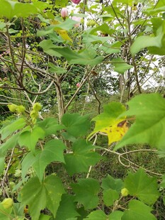 绿叶丛中的黄色小花