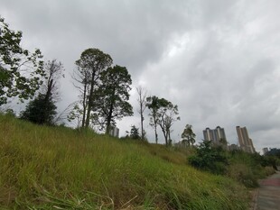 阴天草地旁的树木与建筑