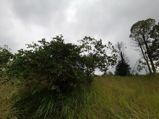 野外草地树木阴天景象