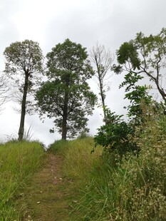 山间小径旁的挺拔树木