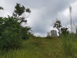 野外草地与树木景观