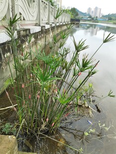 水边生长的葱郁水生植物