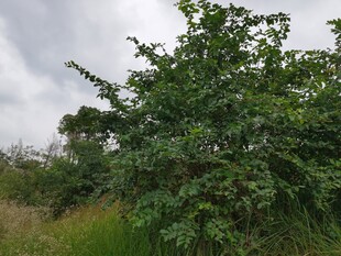 野外繁茂的绿色植物