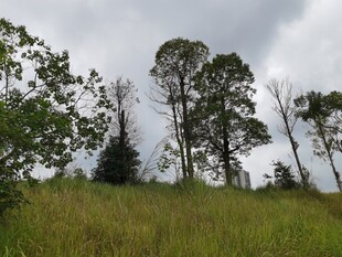 草原上的树木与阴沉天空