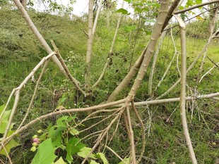 繁茂树林中的交错枝干