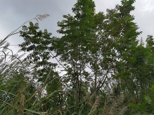 野外丛生绿植景象