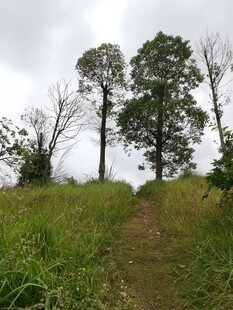 山间小径绿意盎然的景致