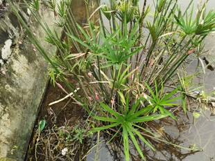 水边生长的葱郁绿色植物