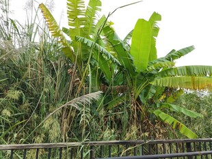 户外芭蕉植物景观