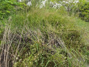 野外茂密草丛景观