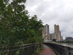 河边林荫步道与远处高楼