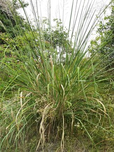 野外丛生的高大绿色植物
