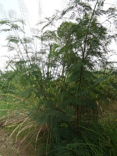 野外繁茂绿植景观