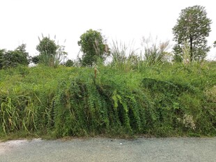 河边葱郁草木景观