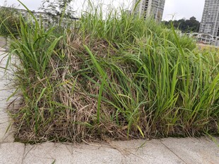 路边茂盛的绿色草丛