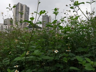 城市边的绿植景观