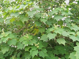 绿叶繁茂的植物景象